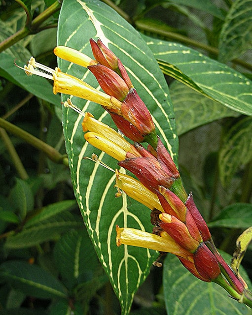 Sanchezia parvibracteata