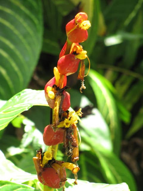 Sanchezia speciosa