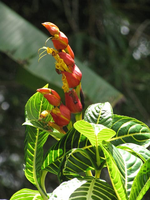Sanchezia speciosa