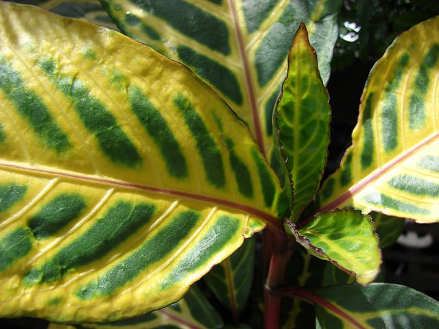 Sanchezia speciosa