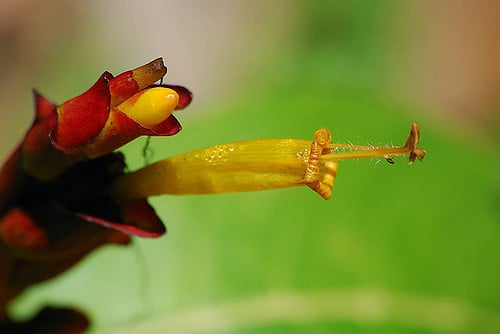 Sanchezia speciosa