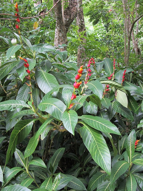 Sanchezia speciosa