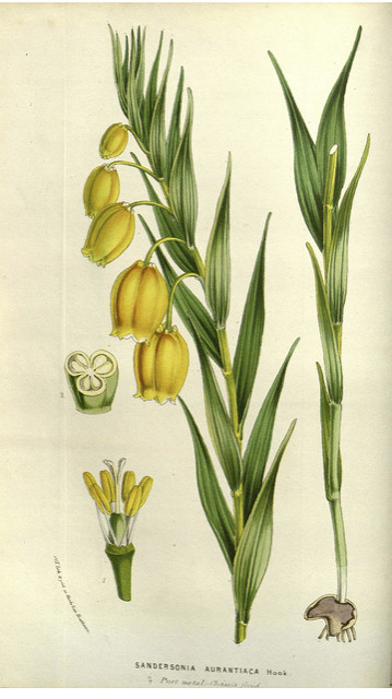 Sandersonia (Sandersonia aurantiaca)