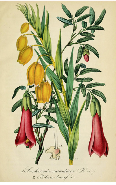Sandersonia