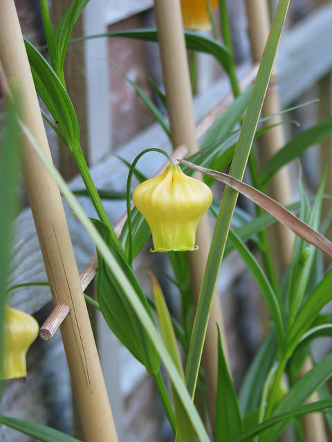 Sandersonia