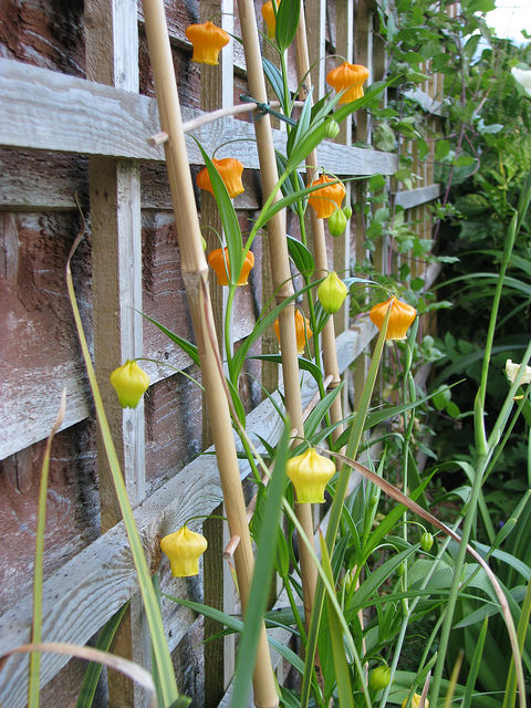 Sandersonia