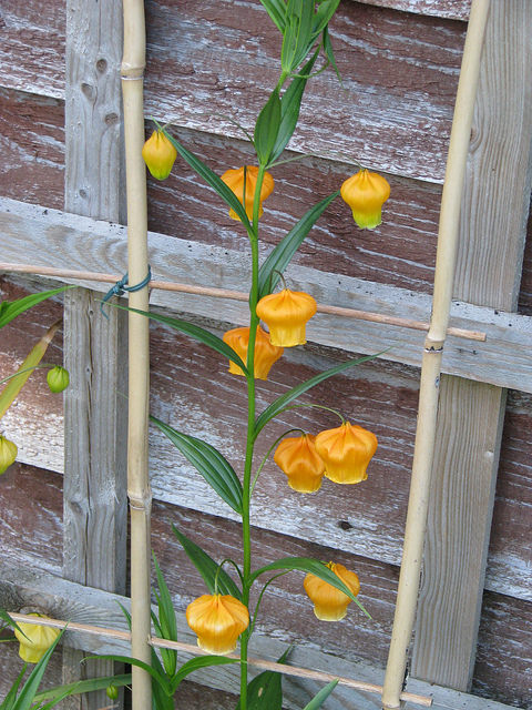 Sandersonia