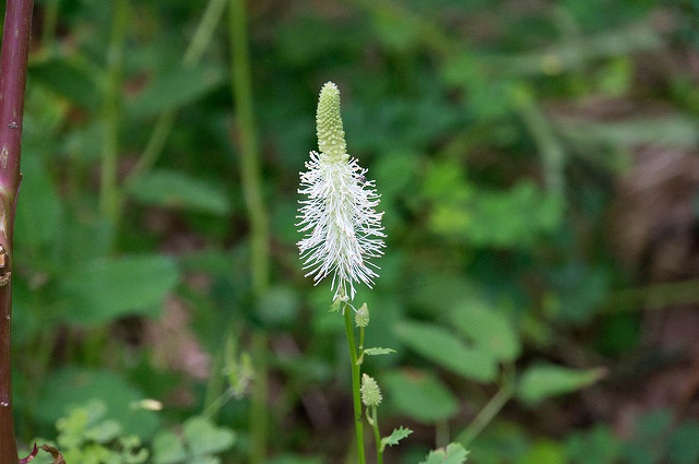 Pimprenelle du canada (Sanguisorba canadensis)