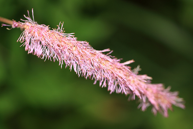 Pimprenelle hakusanensis (Sanguisorba hakusanensis)