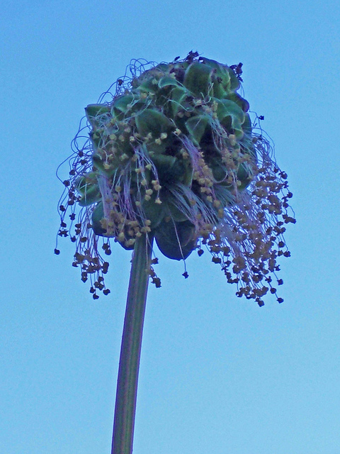 Pimprenelle