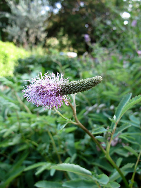 Sanguisorba obtusa