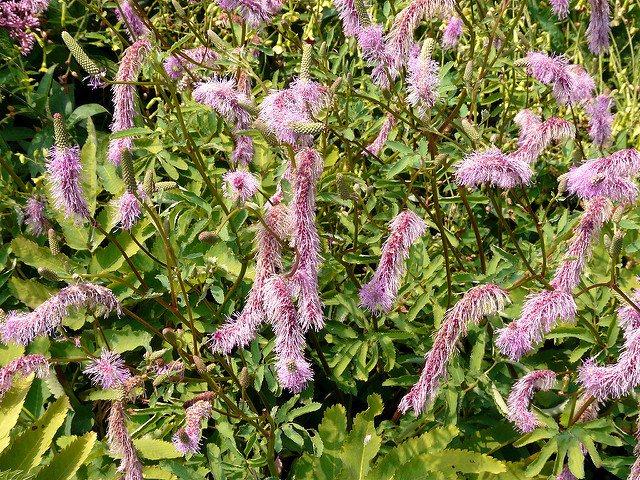 Sanguisorba obtusa