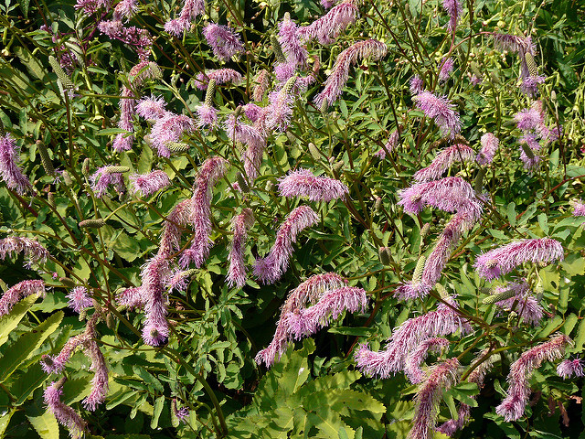 Sanguisorba obtusa