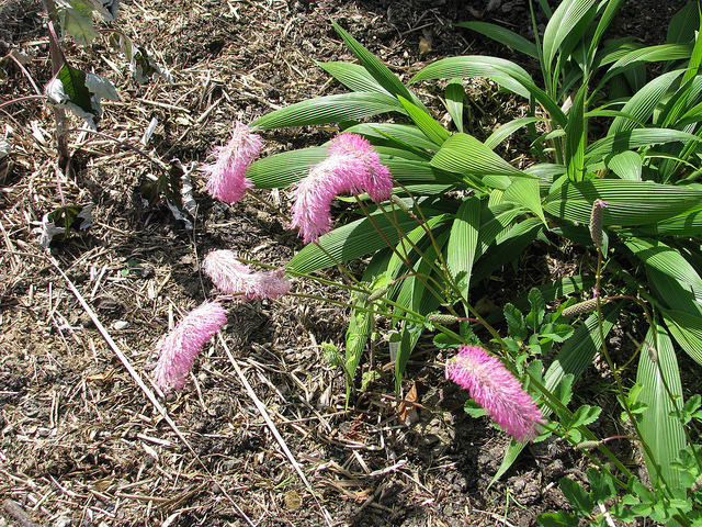 Sanguisorba obtusa