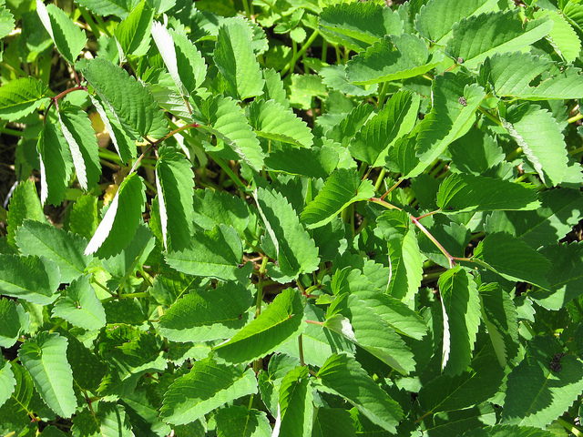 Sanguisorba obtusa (Sanguisorba obtusa)