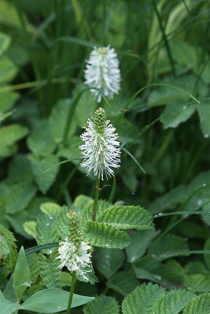 Pimprenelle stipulata (Sanguisorba stipulata)