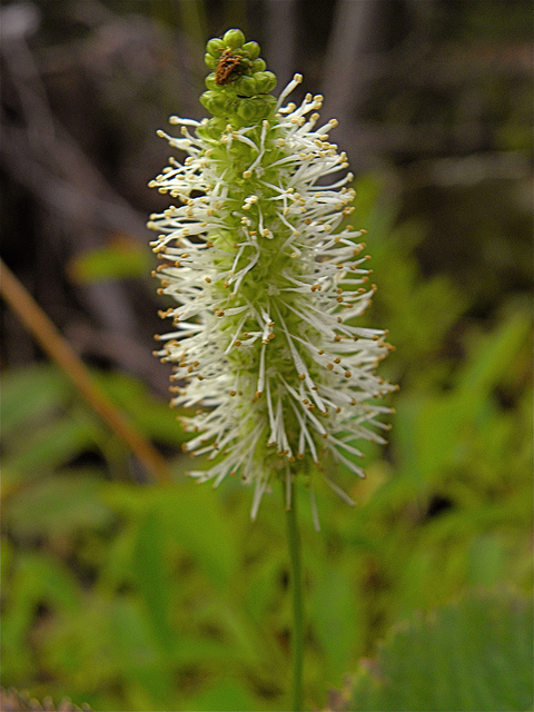 Pimprenelle stipulata