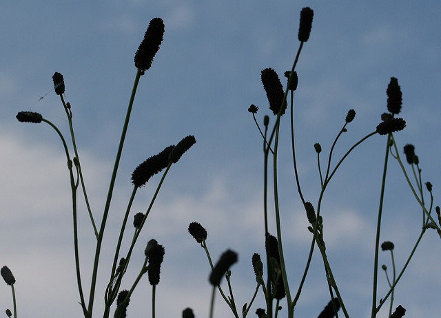 Sanguisorba tenuifolia