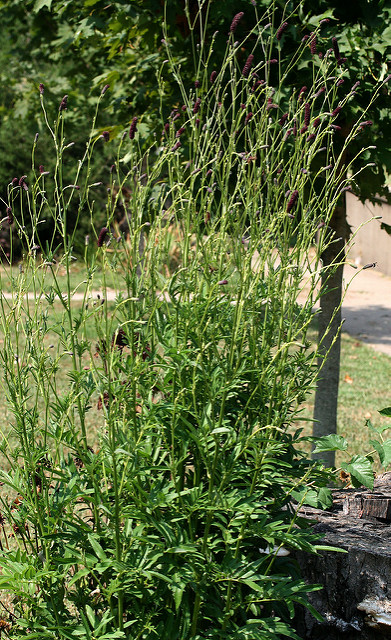 Sanguisorba tenuifolia