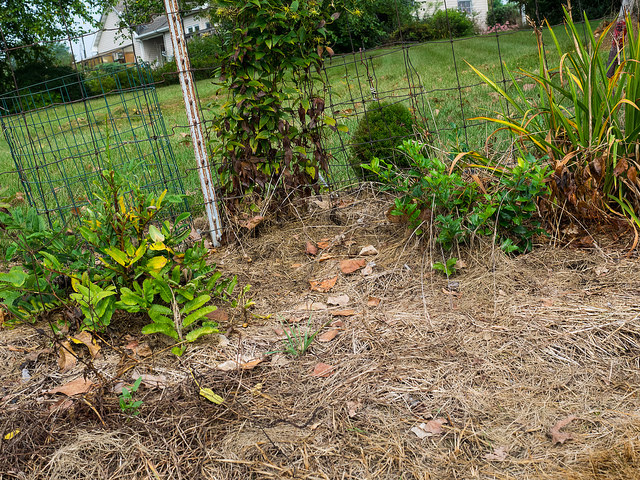 Sanguisorba tenuifolia