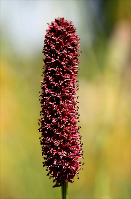 Sanguisorba tenuifolia