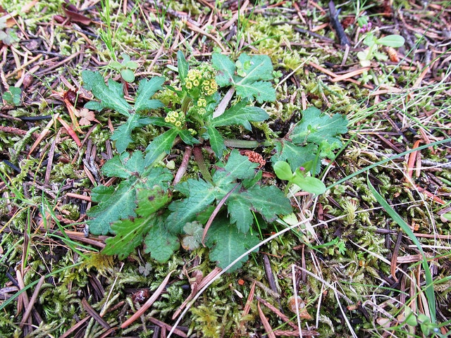 Sanicula crassicaulis