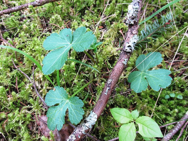Sanicula crassicaulis