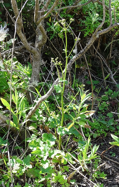 Sanicula crassicaulis