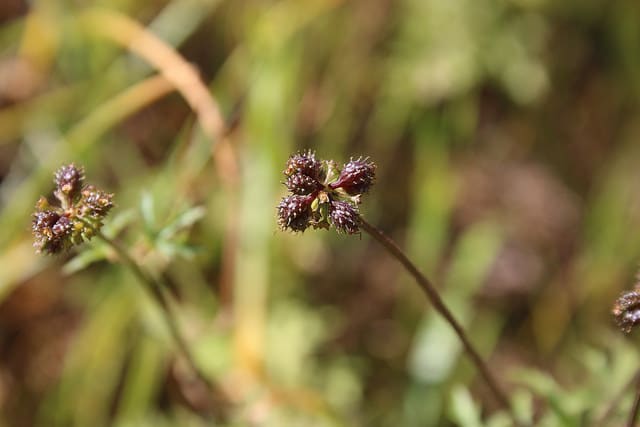 Sanicula crassicaulis