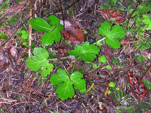 Sanicula crassicaulis