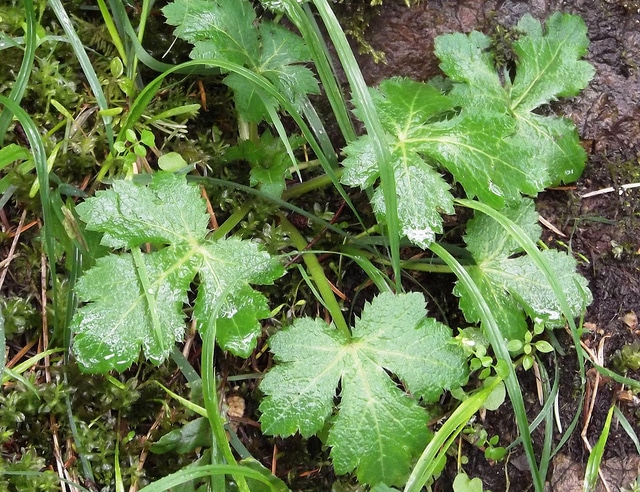 Sanicula crassicaulis (Sanicula crassicaulis)