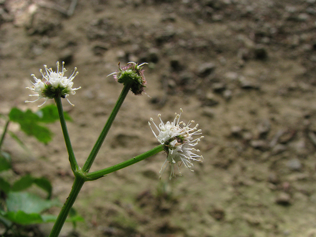 Sanicle