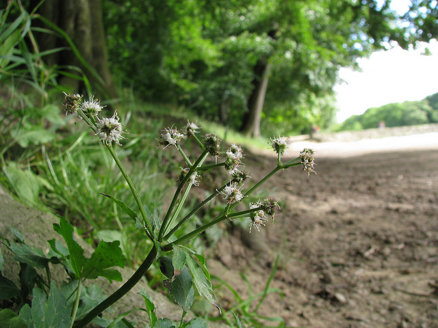 Sanicle