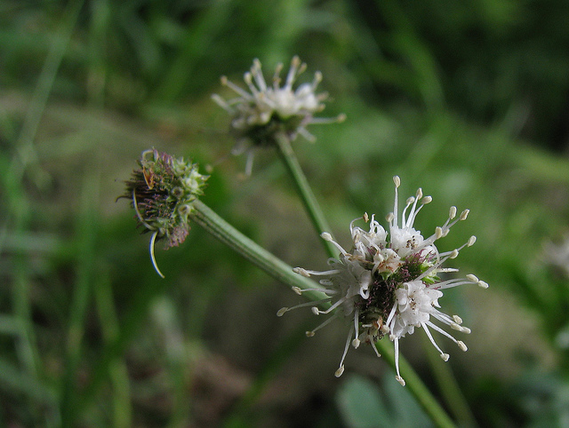 Sanicle