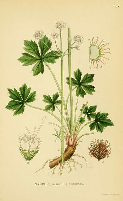 Sanicle
