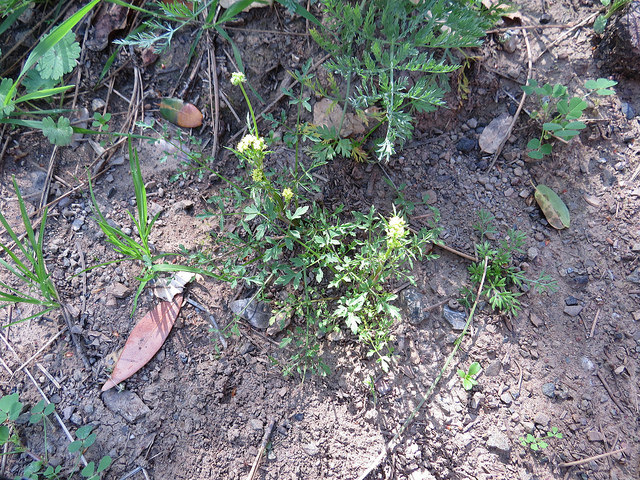 Sanicula tuberosa (Sanicula tuberosa)