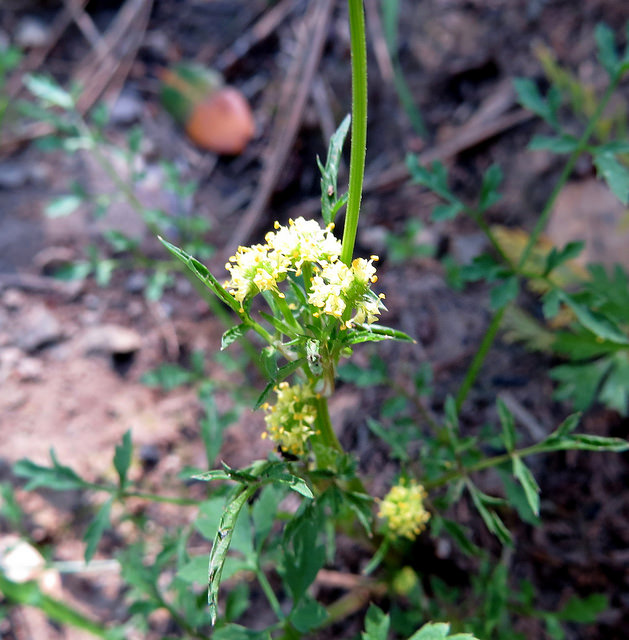 Sanicula tuberosa