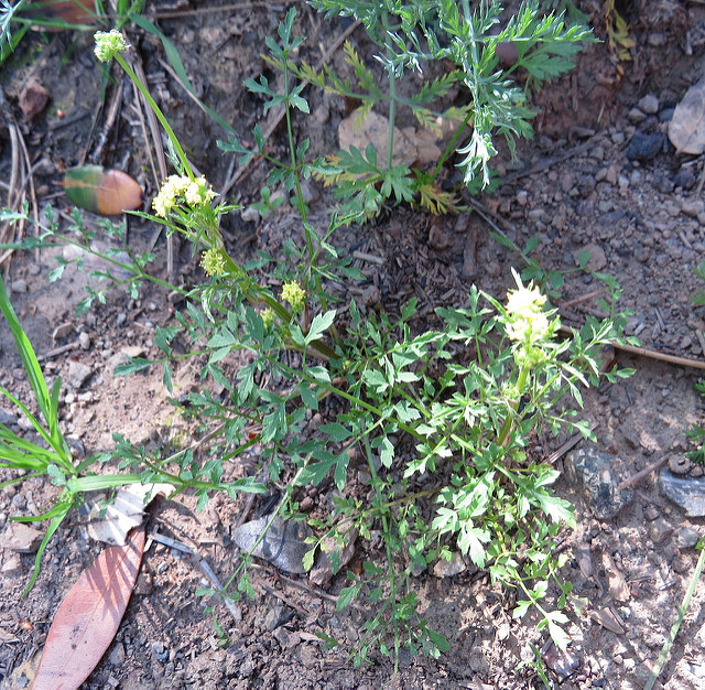 Sanicula tuberosa