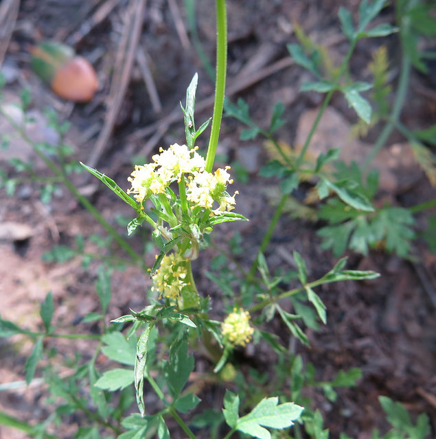 Sanicula tuberosa