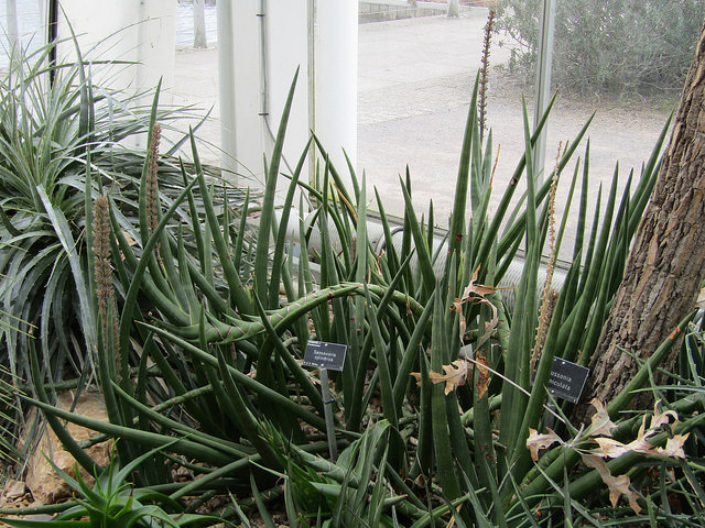Sansevière à feuilles cylindriques (Sansevieria cylindrica)