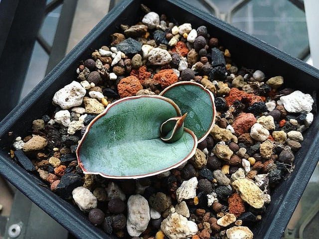 Sansevieria ehrenbergii