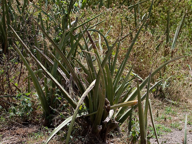 Sansevieria ehrenbergii (Sansevieria ehrenbergii)