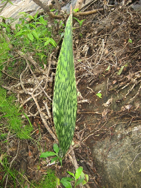 Sansevieria hyacinthoides