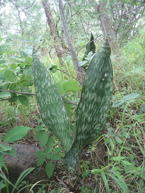 Sansevieria hyacinthoides
