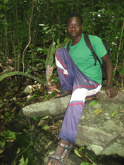 Sansevieria hyacinthoides