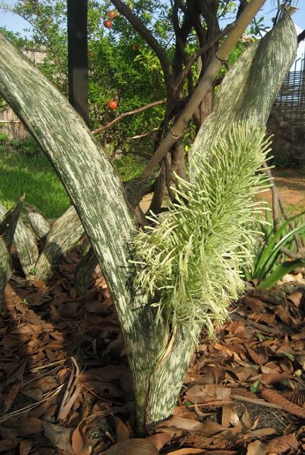 Sansevieria hyacinthoides