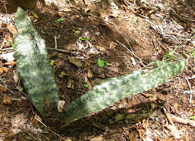 Sansevieria kirkii