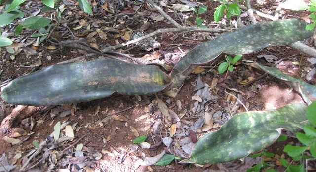 Sansevieria kirkii