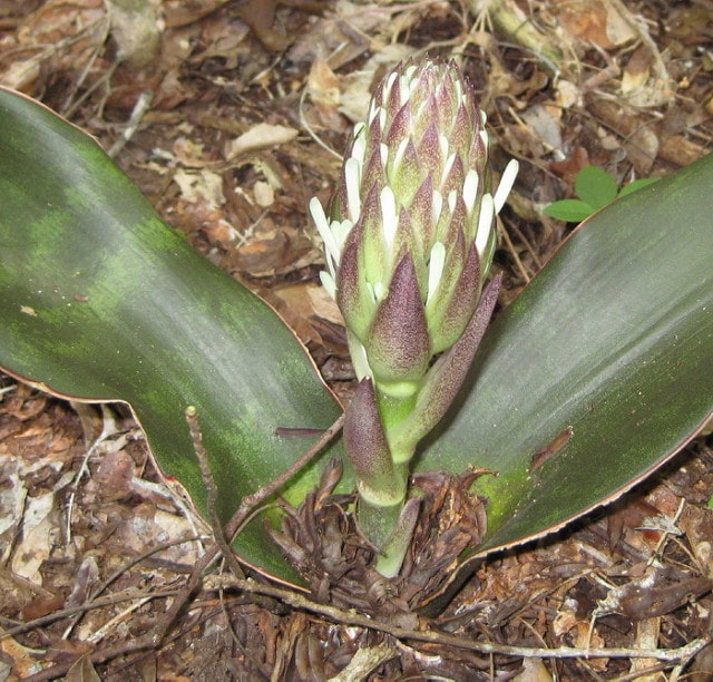 Sansevieria kirkii