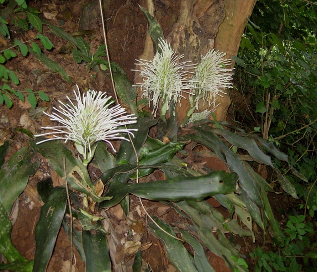 Sansevieria kirkii